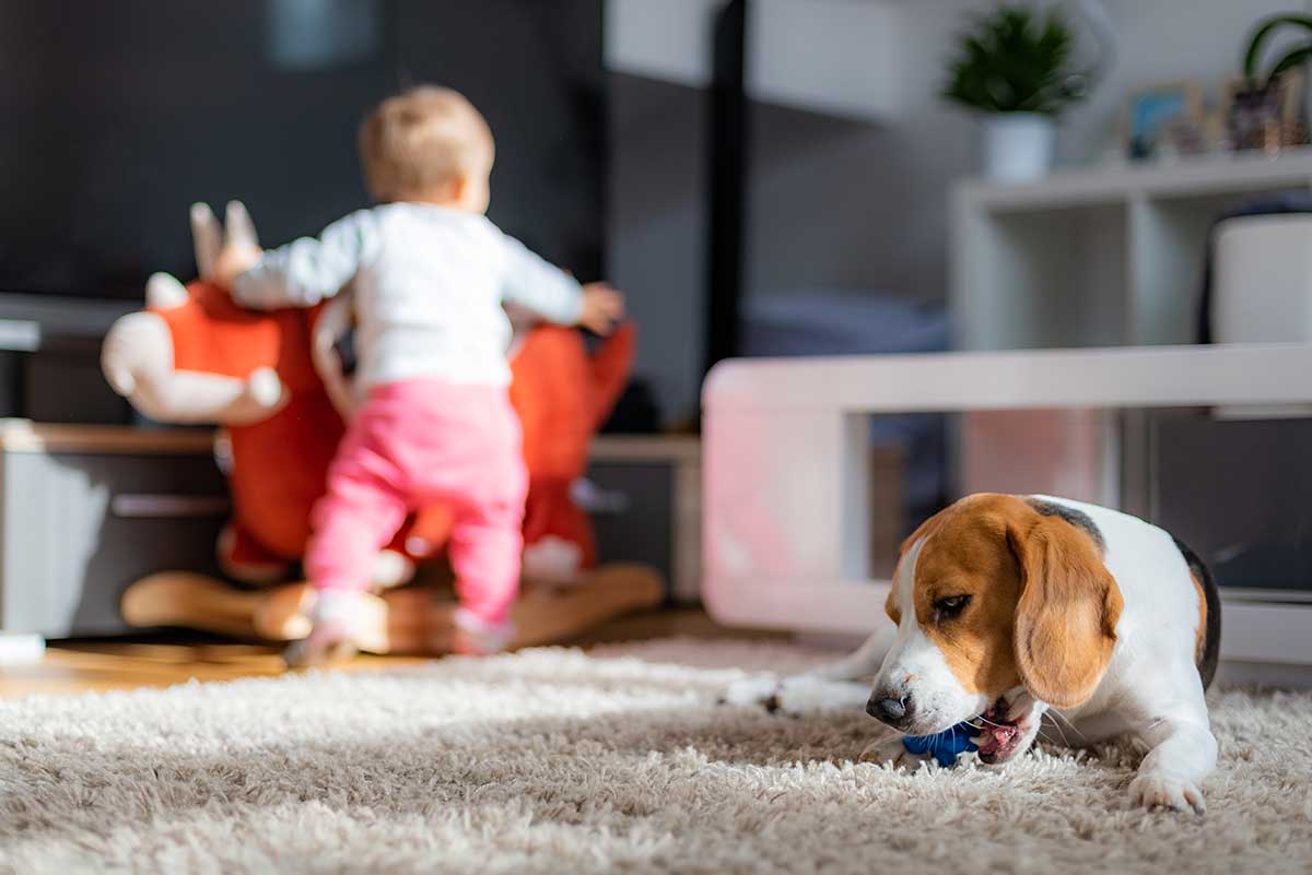 kucni ljubimci i tepisi